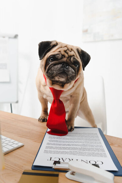 business dog with contract