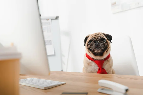 Business dog at workplace — Stock Photo, Image