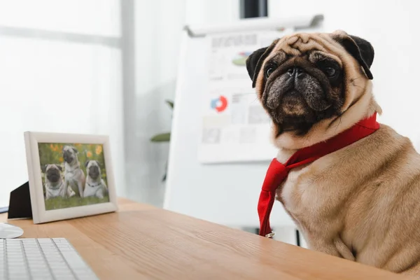 Business dog in necktie — Stock Photo, Image