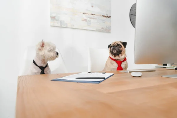 Business dog in ufficio — Foto Stock