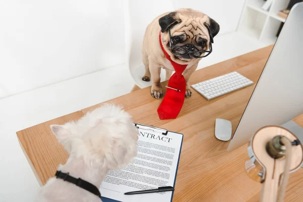 Business dogs in office — Stock Photo, Image