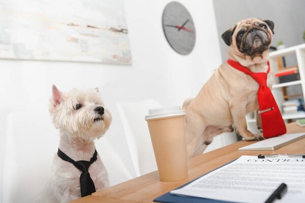 business dogs in office