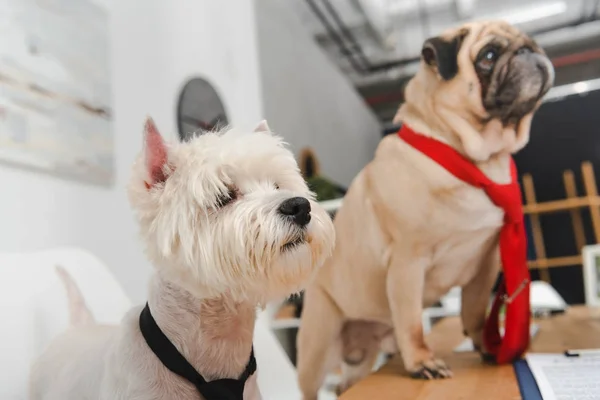 Business dog in cravatte — Foto Stock