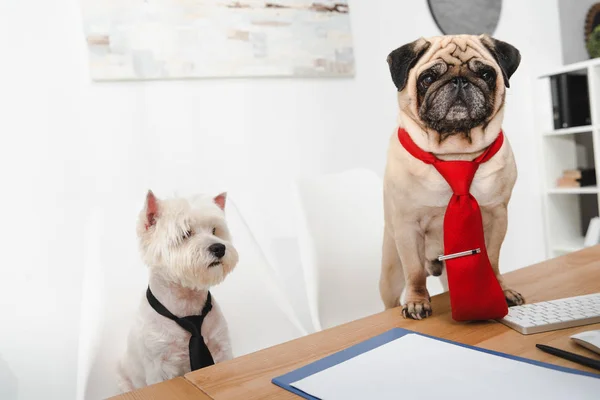 Business dogs — Stock Photo, Image