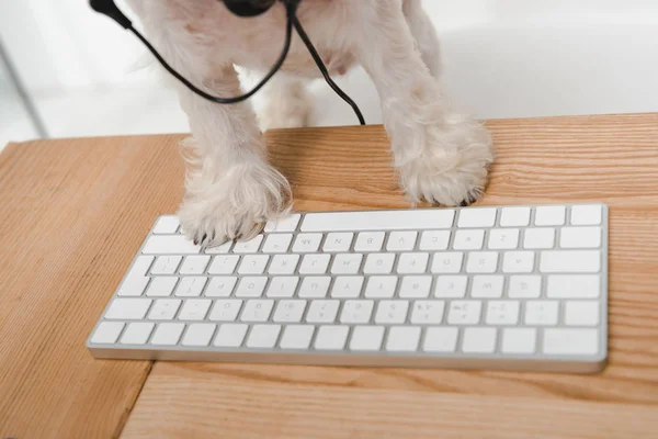 Hund med tangentbord — Gratis stockfoto