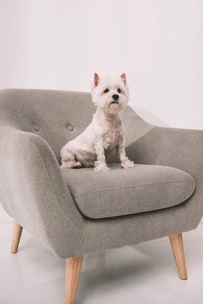 West highland white terrier — Fotografie, imagine de stoc