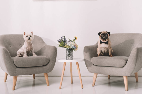 собаки на креслах

