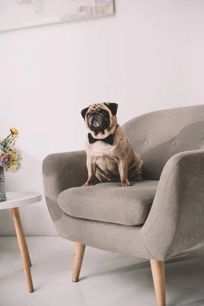 Pug in bow tie — Stock Photo, Image