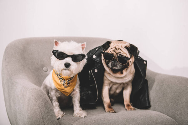 стильные собаки в солнечных очках
