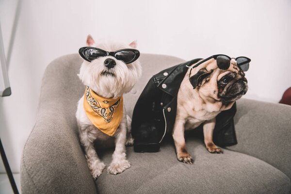 Chiens élégants dans des lunettes de soleil — Photo