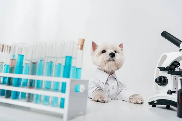 Cão com tubos de ensaio e microscópio — Fotografia de Stock