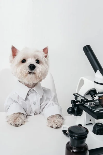 West Highland terrier blanco con microscopio — Foto de Stock