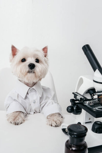 west highland white terrier with microscope