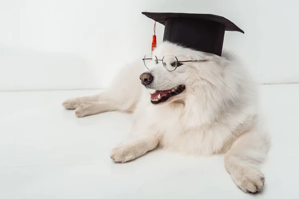 Cão em chapéu de graduação e óculos — Fotografia de Stock