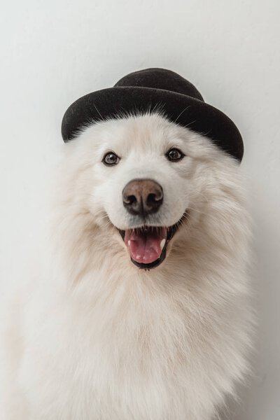 fluffy dog in hat