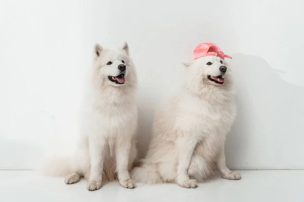 Samojed psi — Stock fotografie