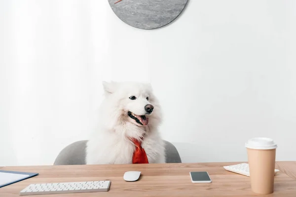 Samoyed cão em gravata no local de trabalho — Fotografia de Stock