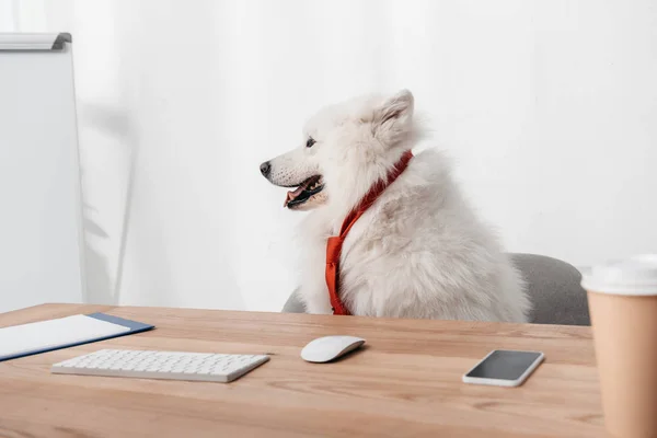 Samojedvalpar hund i slips på arbetsplatsen — Stockfoto