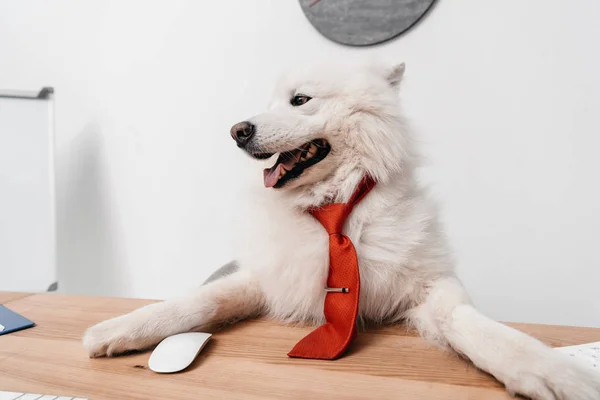 Samoyed dog in necktie at workplace — Stock Photo, Image
