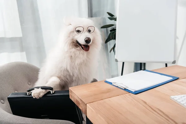 Business dog with briefcase — Stock Photo, Image