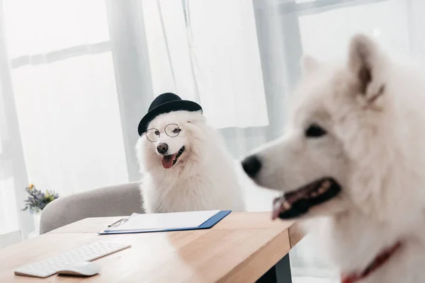Business dogs in office — Stock Photo, Image
