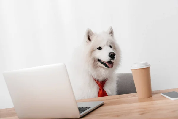 Бізнес собака з ноутбуком і паперовою чашкою — стокове фото