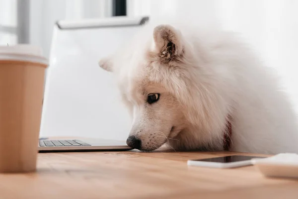 Cane con laptop — Foto Stock