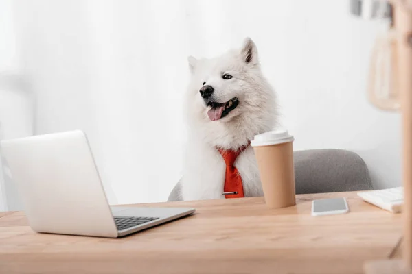 Dizüstü bilgisayar ile iş köpeği — Stok fotoğraf