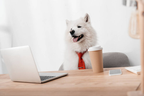 business dog with laptop