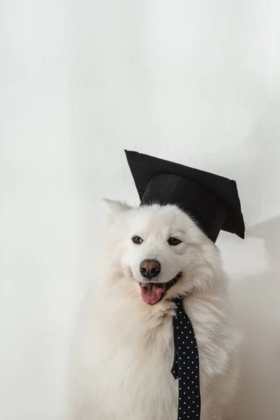 Pies w graduacyjnej kapelusz — Zdjęcie stockowe