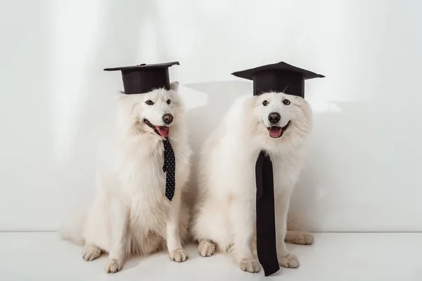 Chiens dans les chapeaux de graduation — Photo