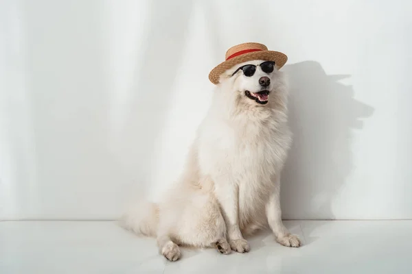 Dog in hat and sunglasses — Stock Photo, Image