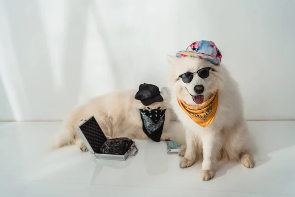Bűnügyi kutyák — Stock Fotó