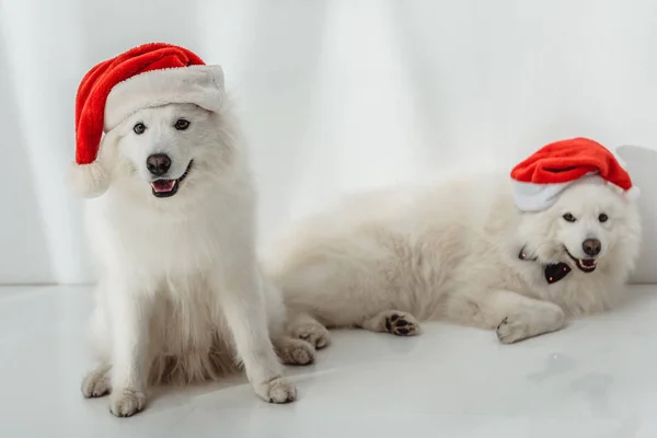 Fluffy dogs in santa hats — Stock Photo, Image