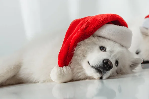 Fluffy dog in santa hat — Stock Photo, Image