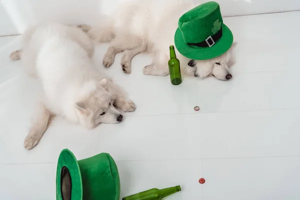 Perros con sombreros verdes y botellas de cerveza — Foto de Stock