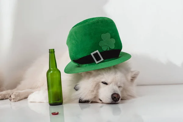 Hond in groen hoed met bierfles — Stockfoto