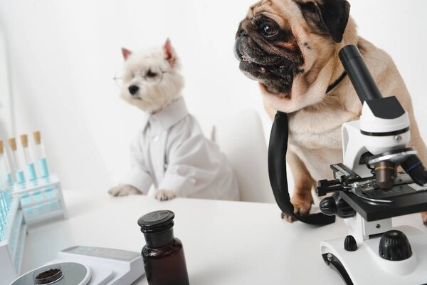 Perros científicos en laboratorio — Imagen de stock Perros científicos en laboratorio Imagen De Stock