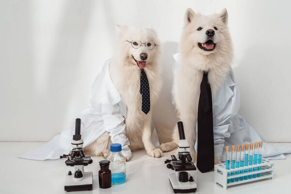 Perros científicos en batas de laboratorio — Imagen de stock Perros científicos en batas de laboratorio Imagen De Stock