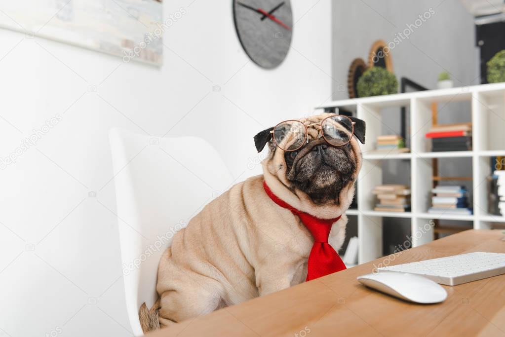 business dog in eyeglasses 