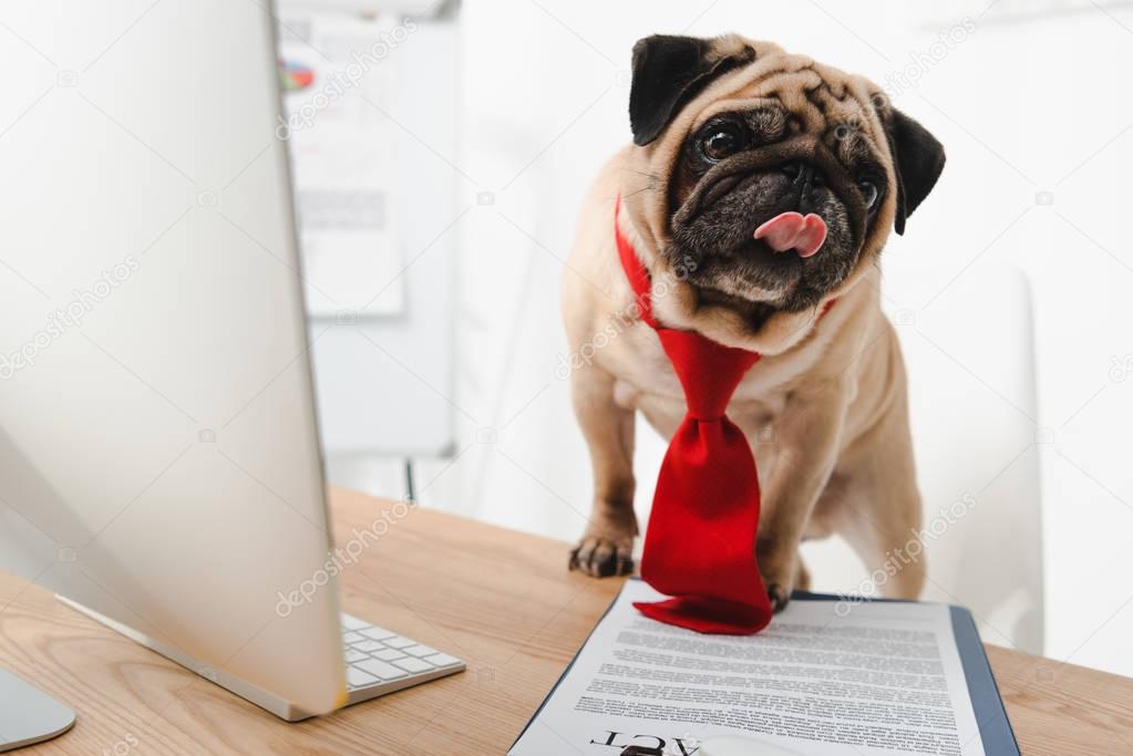 business dog with tongue out