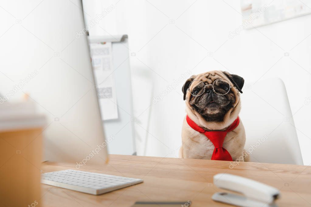 business dog at workplace