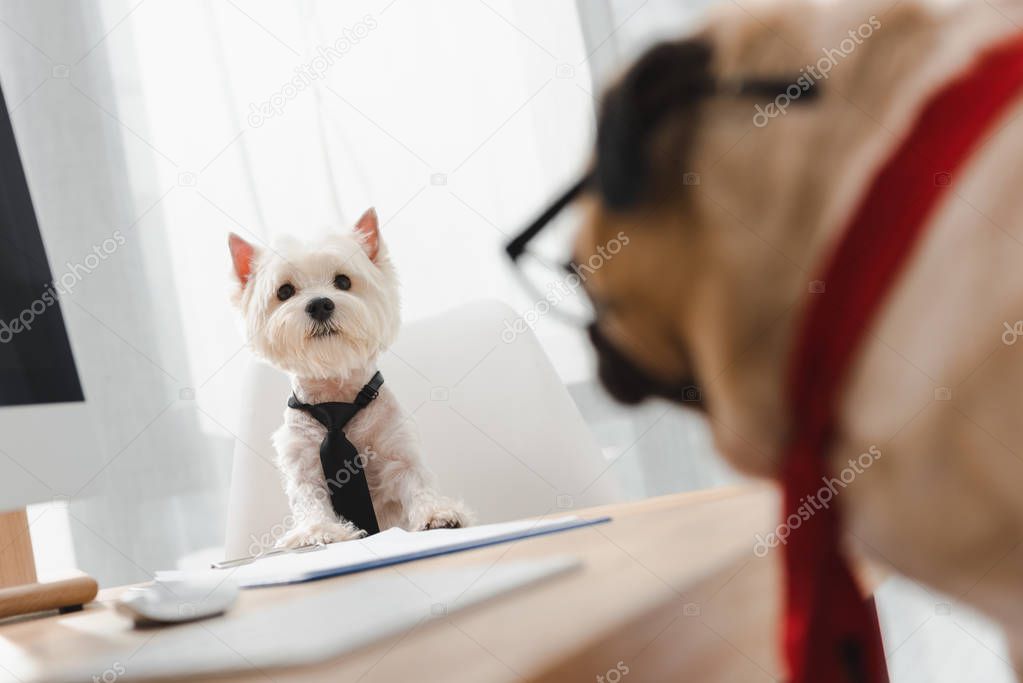 business dogs in office