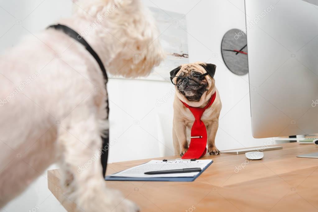 business dogs in office