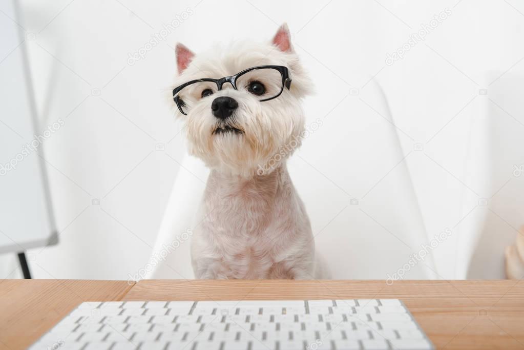 business dog in eyeglasses