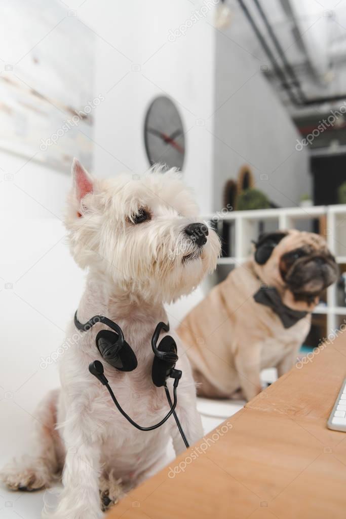 business dogs with headsets