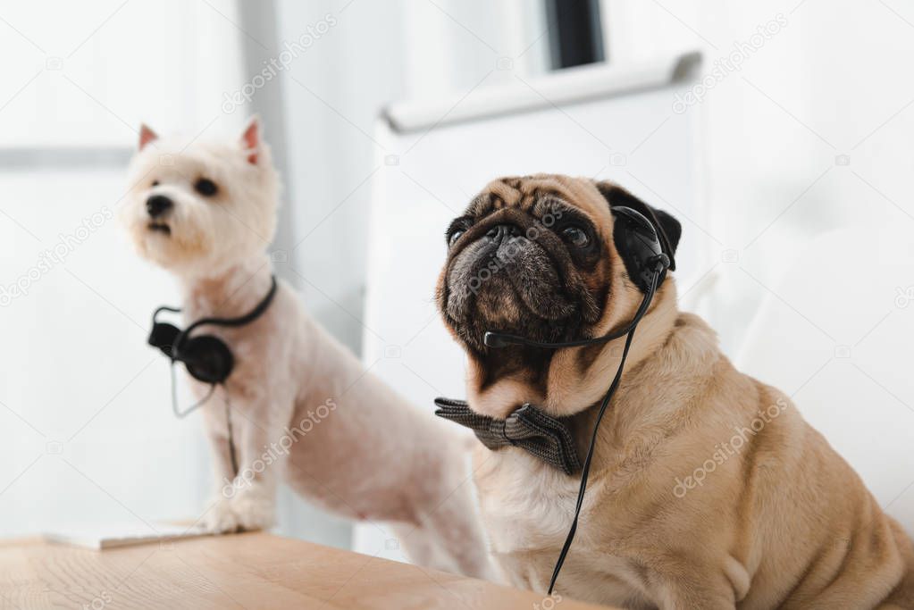 business dogs with headsets