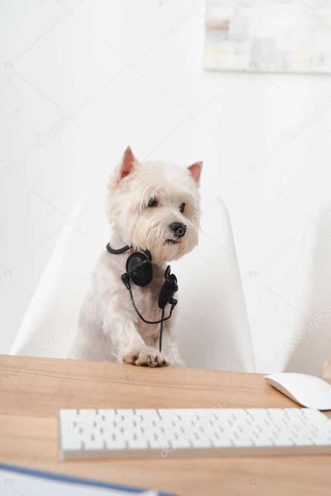 business dog in headset