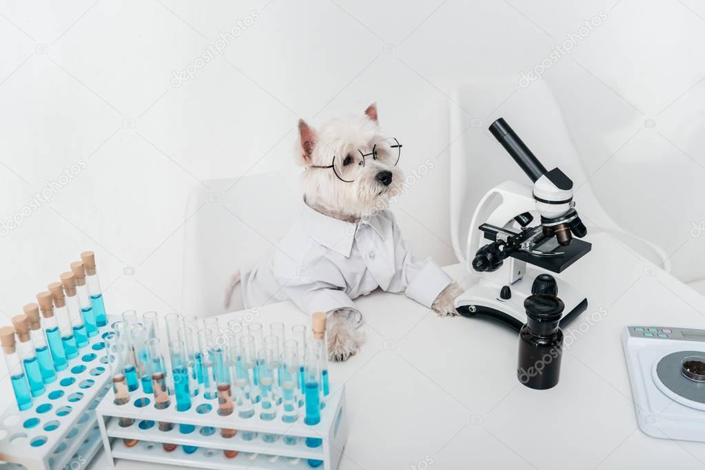 dog with microscope and test tubes