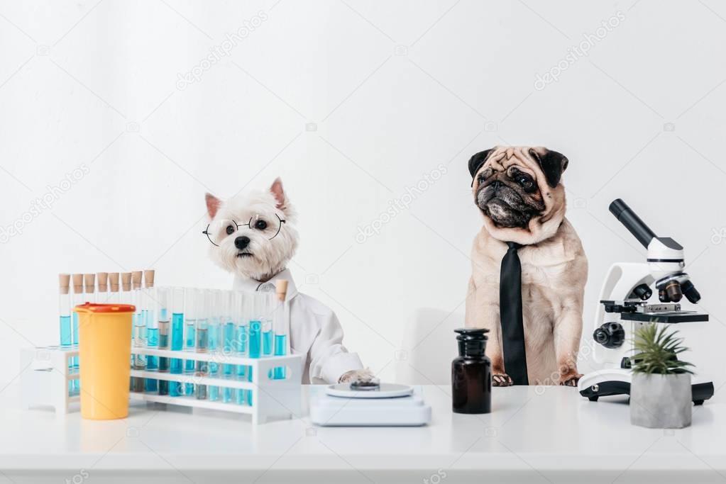 dogs scientists in laboratory